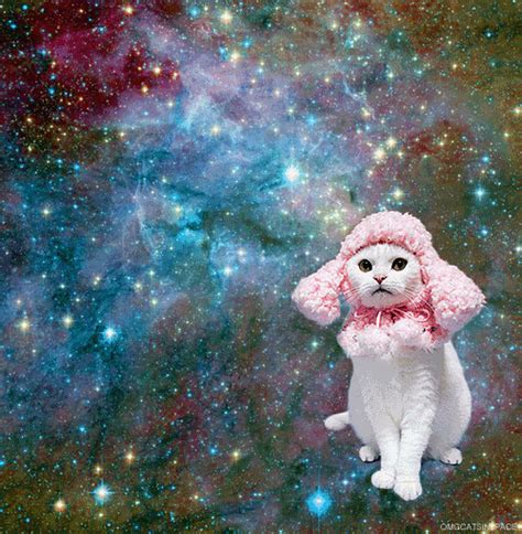 omgcatsinspace cats in space gif | WiffleGif