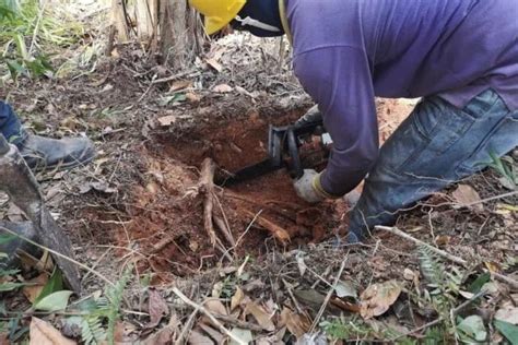 How to Cut Tree Roots Correctly in 8 Steps