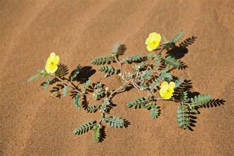 Africa, Namibia, Namib Desert, Morning star flowers (Carex grayi ...