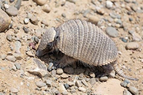 Armadillo | 9-Banded Species, Habitat & Diet | Britannica