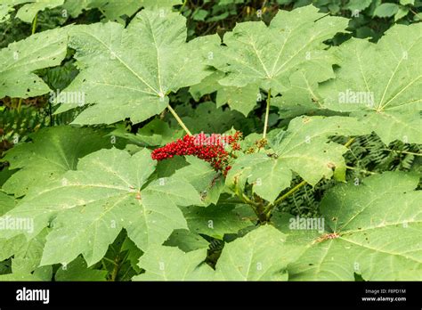 Devil's club plant with berries Stock Photo - Alamy