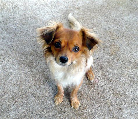 Chion (Papillon Chihuahua Mix) Info, Temperament, Puppies, Pictures