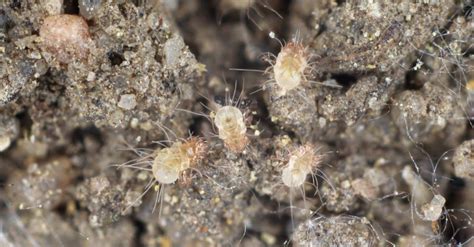 Dust Mites vs Bed Bugs: What's the Difference? - AZ Animals