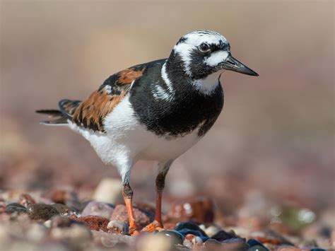 Ruddy Turnstone - eBird