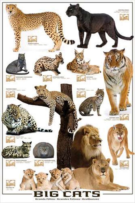 50 best ideas for coloring | Wild Cat Names