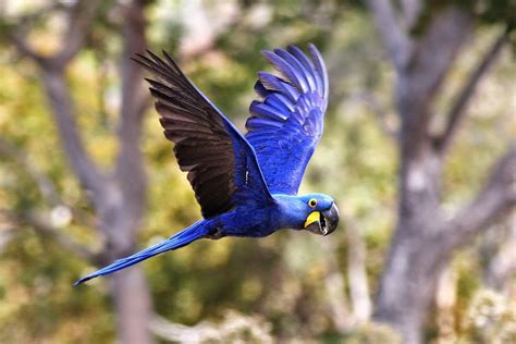 Hyacinth Macaw Flying. | Macaw parrot, Macaw, Parrot bird