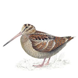 Creating A Likeness: Snipe? Woodcock?