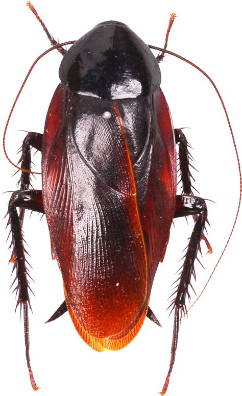 Roach PNG Image | Cockroaches, Insects, Species