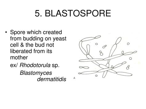 PPT - THE FUNDAMENTALS OF FUNGI PowerPoint Presentation, free download ...