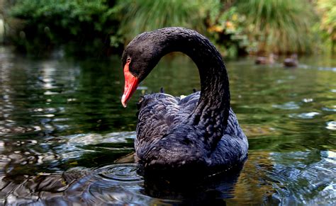 ‘Black swan’ events strike animal populations | UW News