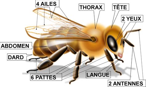 Les abeilles: {Partie 1} Fichier d'activités a imprimer | Bee, Work ...