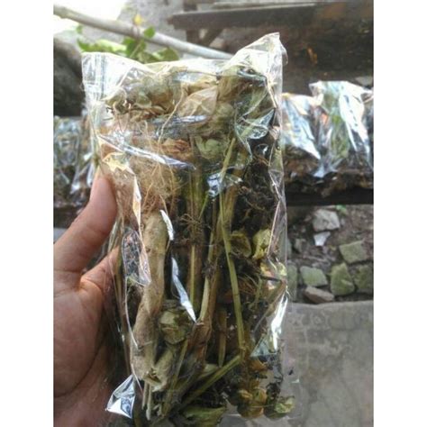 Jual Promo COD 100 gram ciplukan kering/cecendet kering daun buah akar ...