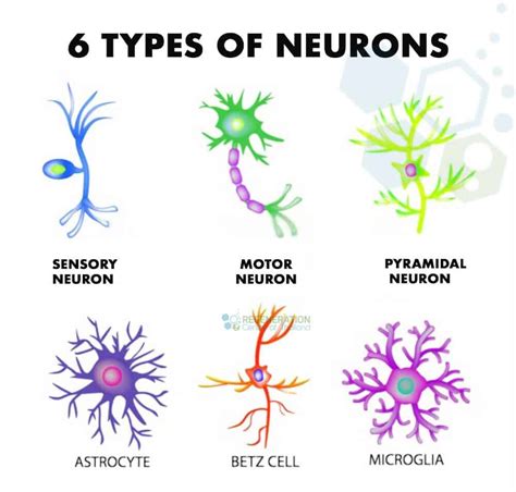 What is A Motor Neuron? Motor Nerves & Innervation