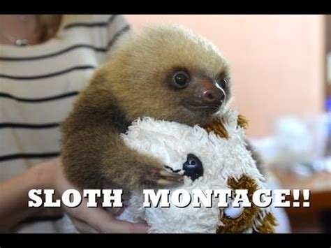 Cute Baby Sloth Meme