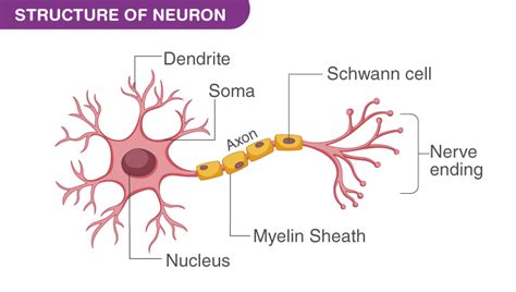 Draw the structure of a neuron and explain its function. - Biology Q&A