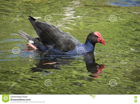 Pukeko stock image. Image of reflection, animal, bird - 71998703