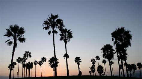 Los Angeles Palm Trees Wallpapers - Top Free Los Angeles Palm Trees ...