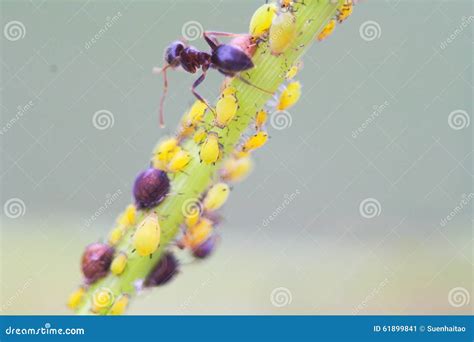 Ants Eating Aphids stock image. Image of aphidoidea, eating - 61899841