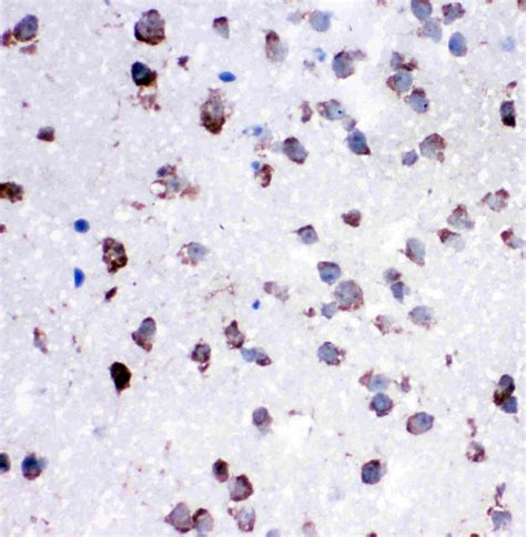 Cytochrome C Antibody (PA5-79120)