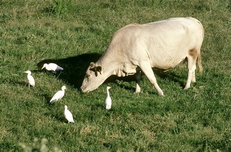 Cattle Egret And Cattle