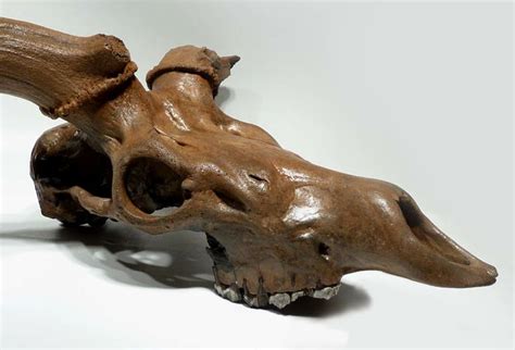 giant fossi elk | Megaloceros Giant Deer (Irish Elk) Fossil Skull with ...