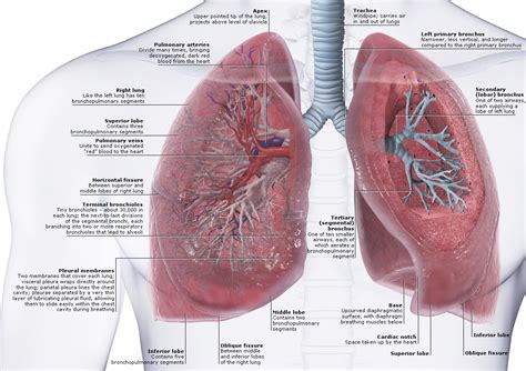 Lungs Anatomy | Faculty of Medicine