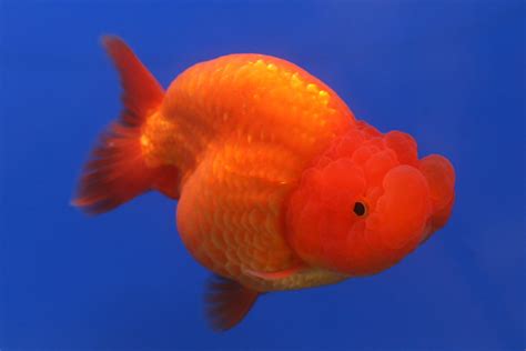 Goldfish - What You Need to Know | Aquarium Fish Paradise – Adelaide SA