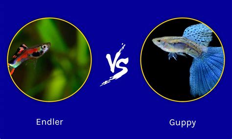 Endler vs Guppy: The Key Differences - Wiki Point