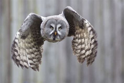 Great Gray owl in flight - so neat | "Who-o-o Who-o-o" | Pinterest