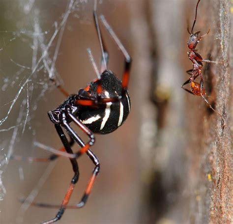 22 of the spiders you might find in Michigan (and one you likely won't ...