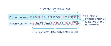 How to design PCR primers – miniPCR bio