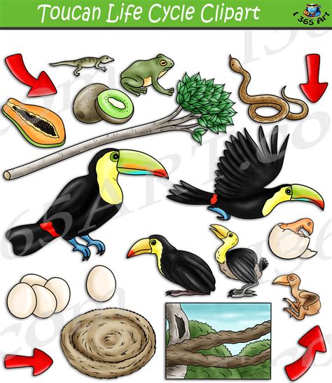 Toucan Life Cycle Clipart Set Download - Clipart 4 School