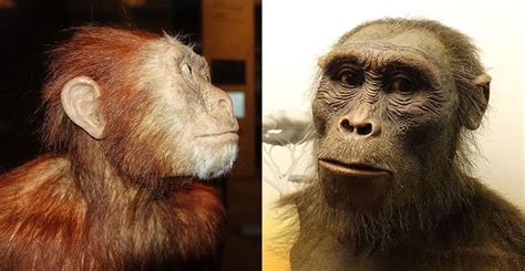 Australopithecus afarensis, Lucy's species | Natural History Museum