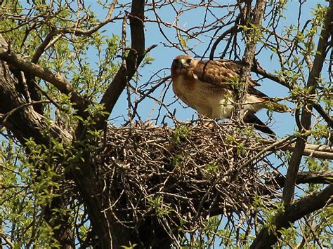 Red-tailed Hawk – Baylor Nest Update 8 – DFW Urban Wildlife