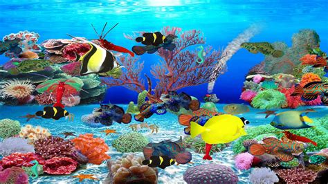 Top 10 Best Live Aquarium Fish Screensaver - Best of 2018 Reviews | No ...