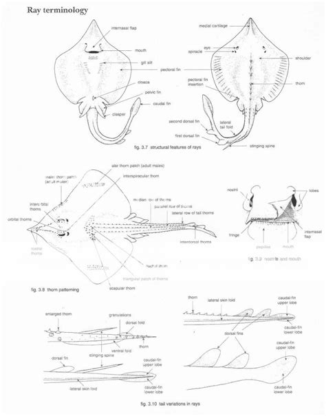 [DIAGRAM] Manta Ray Anatomy Diagram - MYDIAGRAM.ONLINE