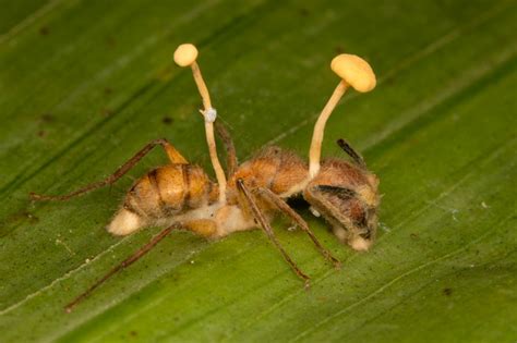 Ant, Victimized by Fungus : Nature Closeups