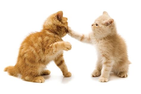 Do You Have an Aggressive Cat - or Just a Brat?! - Catster