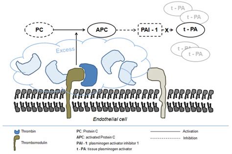 Fibrinolysis activation in severe trauma. | Download Scientific Diagram