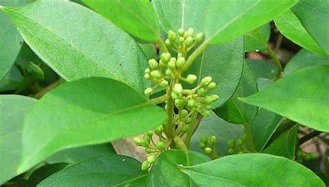 Gymnema Sylvestre- An anti-diabetic plant - Nigerian Health Blog