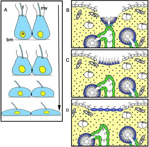 Diagram of transdifferentiation of the choanocytes (A) and successive ...