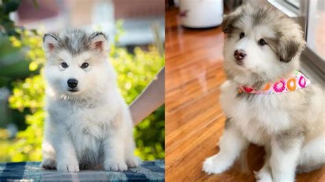 Alaskan Malamute Colors: A Complete List Of All Coat Colors | Puppies Club