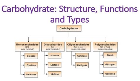 Carbohydrate: Structure, Functions and Types