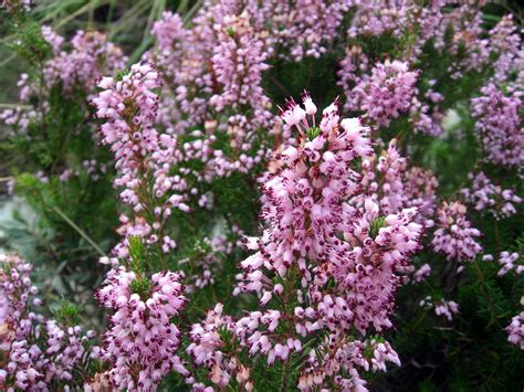 Conoce a la preciosa y medicinal planta Erica multiflora | Perennial ...