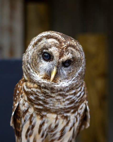 Barred Owl · Tennessee Aquarium