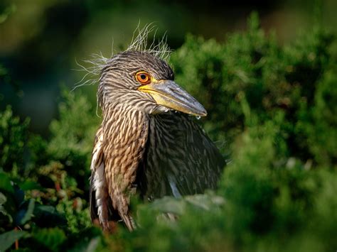 Black Crowned Night Heron Baby