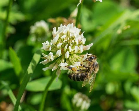 The Best Plants to Attract Bees