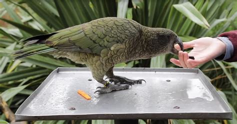 Kea Parrots Will Blow Your Mind With Their Probabilistic Reasoning ...