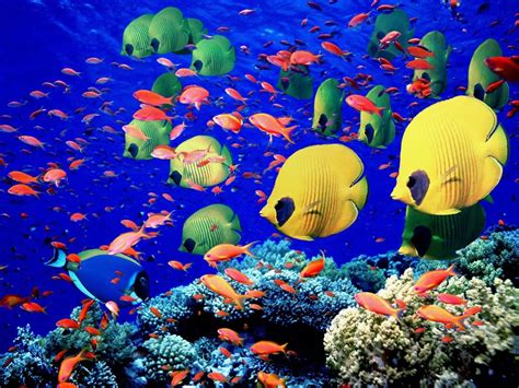 World Visits: Tropical Fish Wonderful Natural Color Design