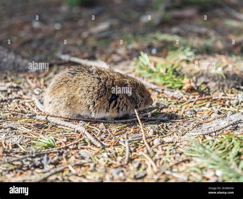 A closeup of a Common vole on the ground with a blurry background ...